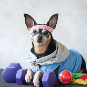 Flex-Ticket 4x Physio-Fitness Kurs